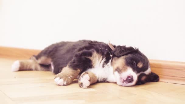 Funny bernese perros ovejeros cachorros durmiendo — Vídeos de Stock