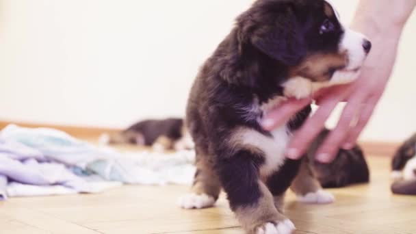 Bernese sheepdogs puppy biting and playing shoe — Stock Video