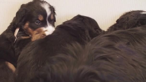 Bernese perro pastor cachorro mordiendo y jugando zapato — Vídeos de Stock