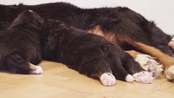Berneńskie psy pasterskie matka suka karmienia szczeniąt — Wideo stockowe