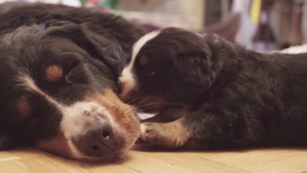 Bernese sheepdogs puppy biting and playing shoe — Stock Video