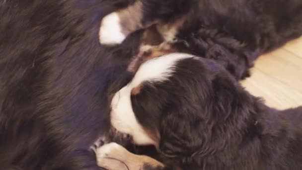 Bernese sheepdogs mor tik utfodring valpar — Stockvideo