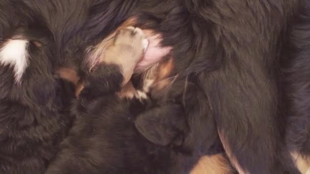 Bernese sheepdogs 어머니 새끼 강아지 먹이 — 비디오