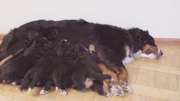 Bernese Ovejas madre perra alimentación cachorros — Vídeos de Stock