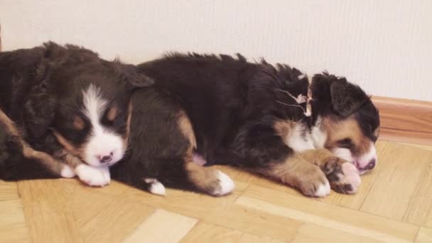 Filhotes engraçados de cães pastores berneses dormindo — Vídeo de Stock
