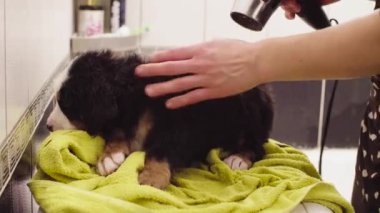 Young woman drying a puppy