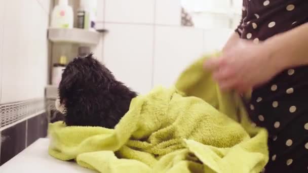 Giovane donna che pulisce un cucciolo con un asciugamano — Video Stock