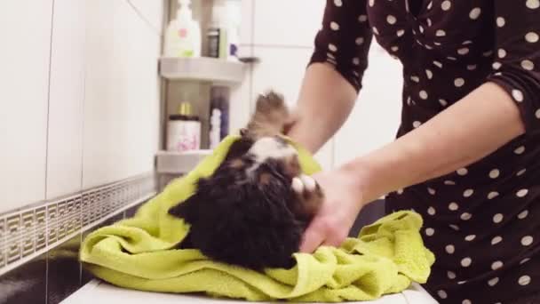 Mujer joven limpiando un cachorro con una toalla — Vídeo de stock