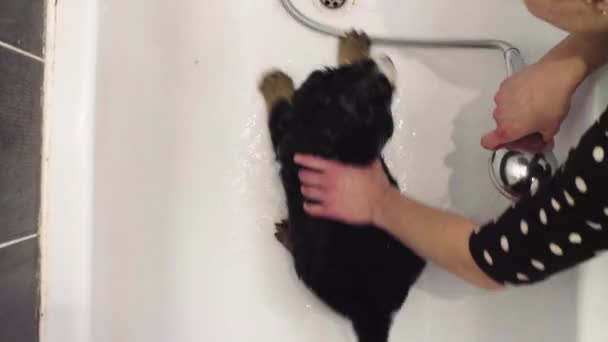 Młoda kobieta mycia Berneńskie szczeniaka owczarka — Wideo stockowe