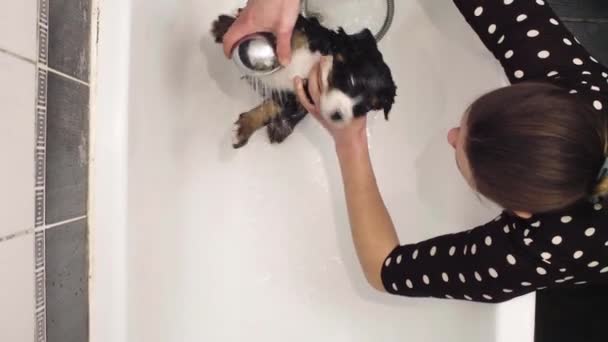 Young woman washing a Bernese shepherd puppy — Stock Video