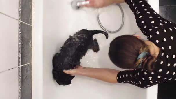 Молода жінка, миття Бернський вівчарка щенки — стокове відео