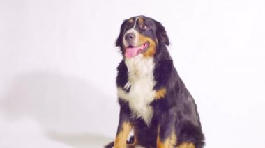 Bernese çoban köpeği oturma ve etrafa