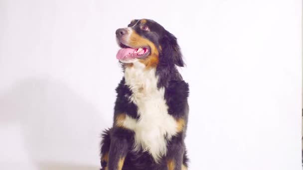 Bernese perro pastor sentado y mirando a su alrededor — Vídeo de stock