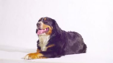 Bernese çoban köpeği döşeme ve etrafa