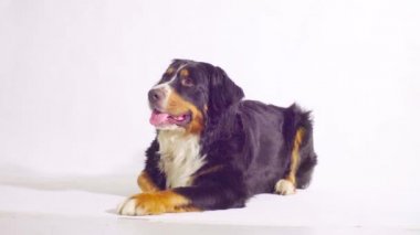 Bernese çoban köpeği döşeme ve etrafa