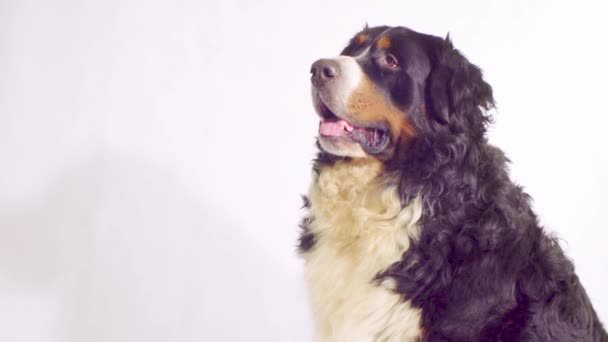 Berner Schäferhund sitzt und schaut sich um — Stockvideo