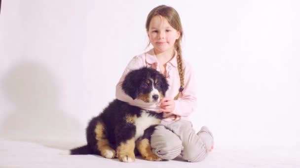 Girl and puppy of a bernese shepherd dog — Stock Video