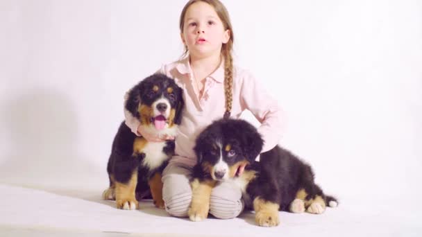Pige og to hvalpe af en bernese hyrdehund – Stock-video