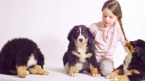 Dziewczyna i trzy szczeniaki Berneński pies Owczarek — Wideo stockowe