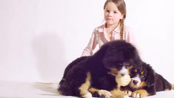 Meisje en drie puppies van een Berner Romanesc Carpatin — Stockvideo