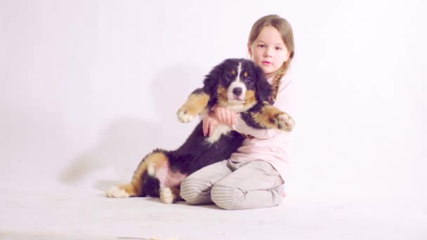 Девочка и щенок пастушьего пса Бернеза — стоковое видео