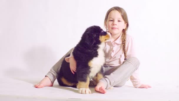 Lány és a kutya berni pásztor kiskutya — Stock videók