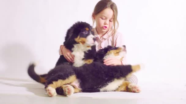 Meisje en twee puppies van een Berner Romanesc Carpatin — Stockvideo
