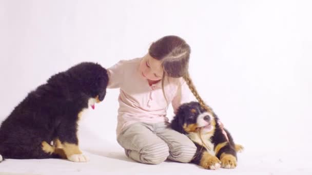 Girl and two puppies of a bernese shepherd dog — Stock Video