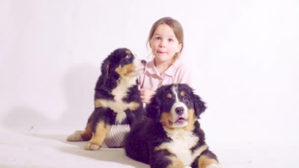 Girl and two puppies of a bernese shepherd dog — Stock Video