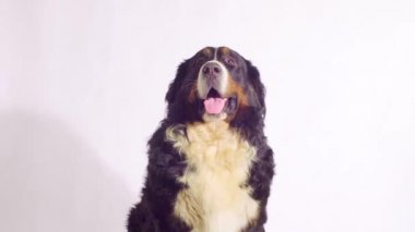 Bernese çoban köpeği oturma ve etrafa