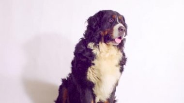 Bernese çoban köpeği oturma ve etrafa