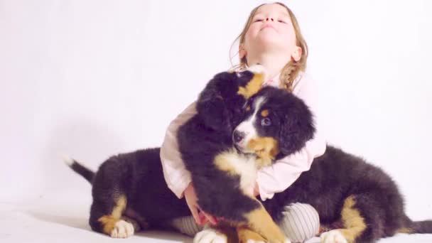 Девочка и два щенка бернезийской овчарки — стоковое видео