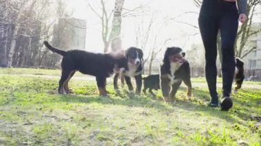 Bernese çoban köpeği kukla ile yürüyen kadın