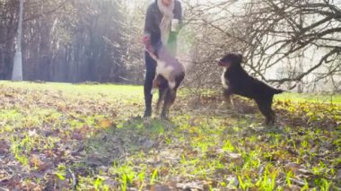 Bernese çoban köpeği kukla ile oynayan kadın
