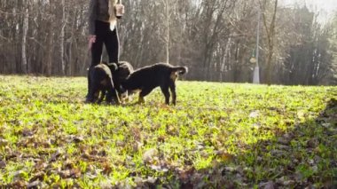 Bernese çoban köpeği kukla ile oynayan kadın