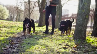Bernese çoban köpeği kukla ile yürüyen kadın