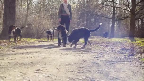 Mujer caminando con perros pastor bernés cachorros — Vídeo de stock