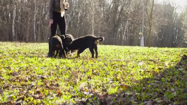Женщина играет с щенками пастушьих собак Бернеза — стоковое видео