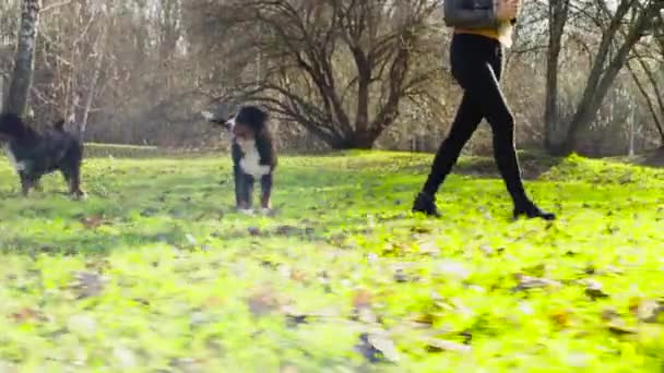 Donna che cammina con cuccioli di cane pastore bernese — Video Stock