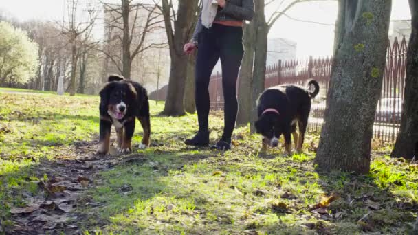 Mulher andando com filhotes de cachorro pastor bernês — Vídeo de Stock