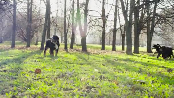 Woman walking with bernese shepherd dog puppies — Stock Video