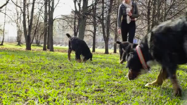 Woman playing with bernese shepherd dog puppies — Stock Video