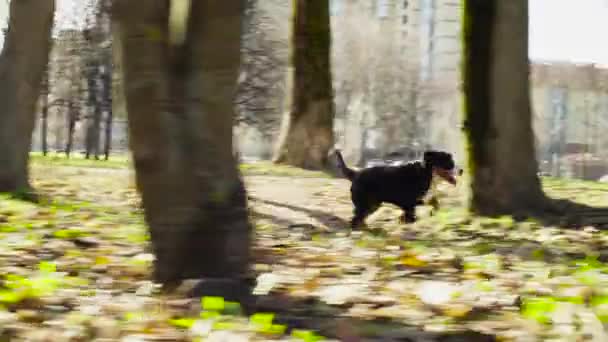 Woman walking with bernese shepherd dog puppies — Stock Video