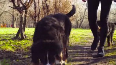 Bernese çoban köpeği kukla ile yürüyen kadın