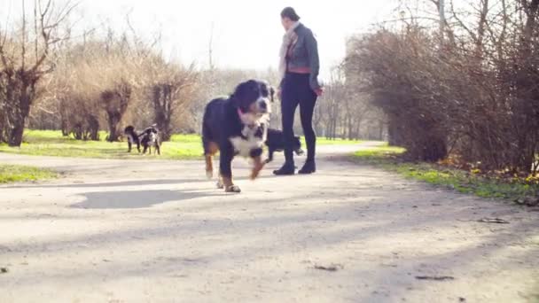 Donna che cammina con cuccioli di cane pastore bernese — Video Stock