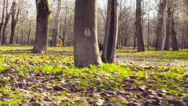 Ovčák štěňata Bernský běží v louži — Stock video