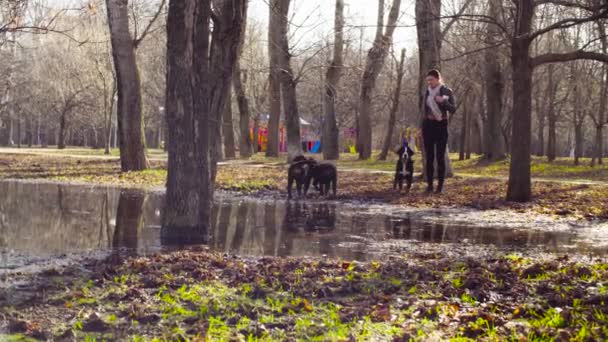 Bernese shepherd dog puppies drinking from puddle — Stock Video