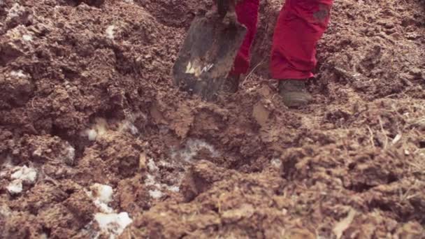 Mujer ecologista en el bosque cavando una hendidura de suelo — Vídeos de Stock