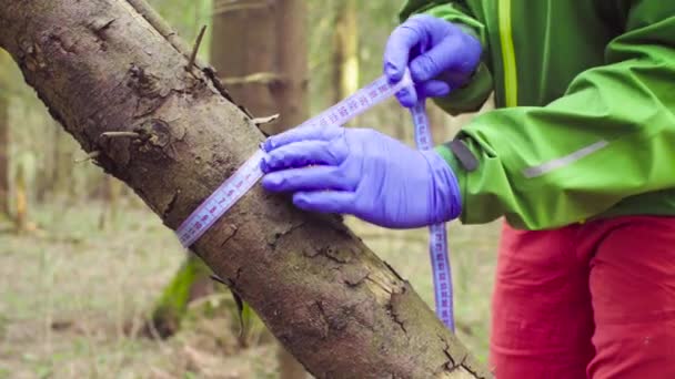 Wetenschapper ecoloog in het forest monsterneming van planten — Stockvideo