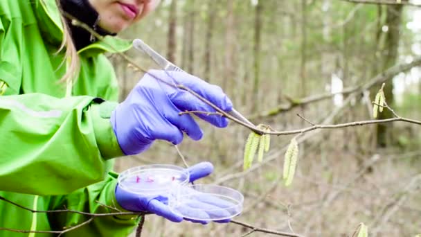 Cientista ecologista na floresta recolhendo amostras de plantas — Vídeo de Stock